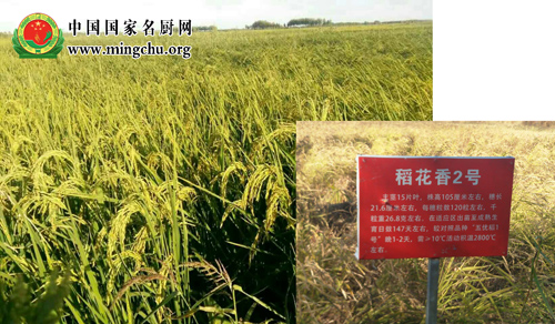 黑龙江江湾大米|绿色 原生态